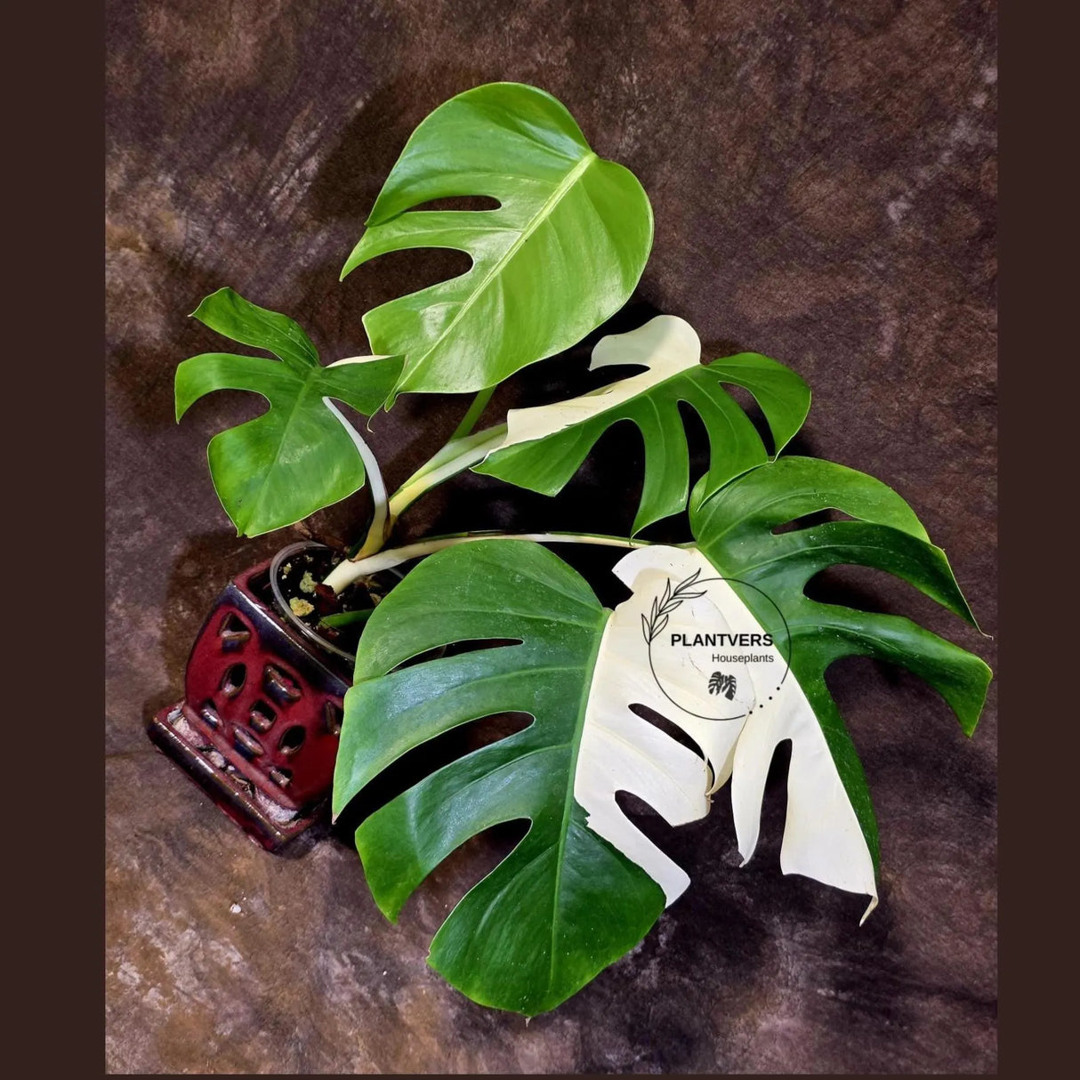 Variegated Monstera Albo - White Monstera Borsigiana Exact Plant- (June-01-28)