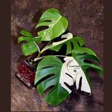 Variegated Monstera Albo - White Monstera Borsigiana Exact Plant- (June-01-28)