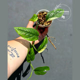 Rare Variegated Golden Flame Epipremnum Pinnatum – Exact Plant – (May-29-106)
