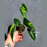 Rare Variegated Golden Flame Epipremnum Pinnatum – Exact Plant – (May-29-109)