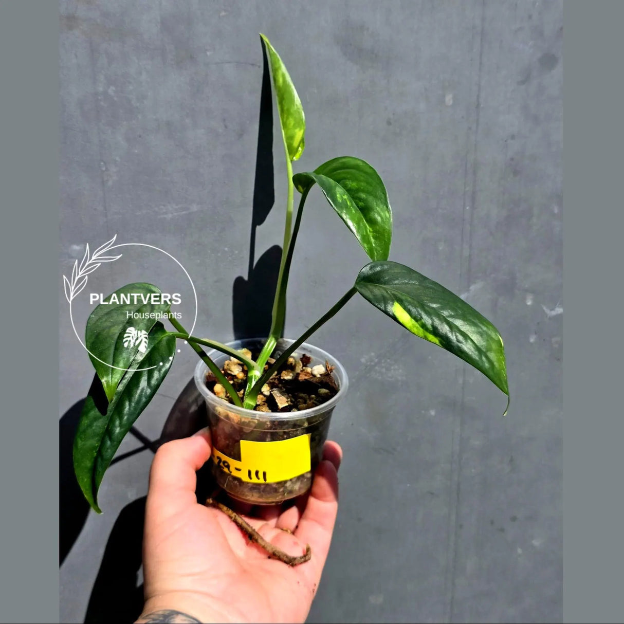 Rare Variegated Golden Flame Epipremnum Pinnatum – Exact Plant – (May-29-111)