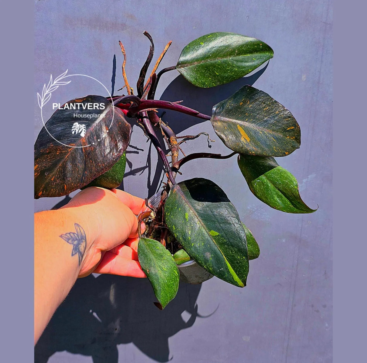 Philodendron Orange Princess – Exact Plant – US Seller (May-29-103)