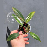 Variegated Philodendron Strawberry Shake – Exact Plant – US Seller (May-29-108)