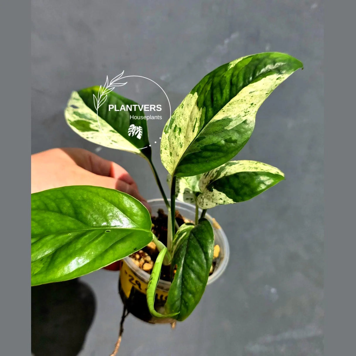 RARE Variegated Epipremnum Pinnatum Albo - Exact SAME Plant - US Seller (May-29-110)