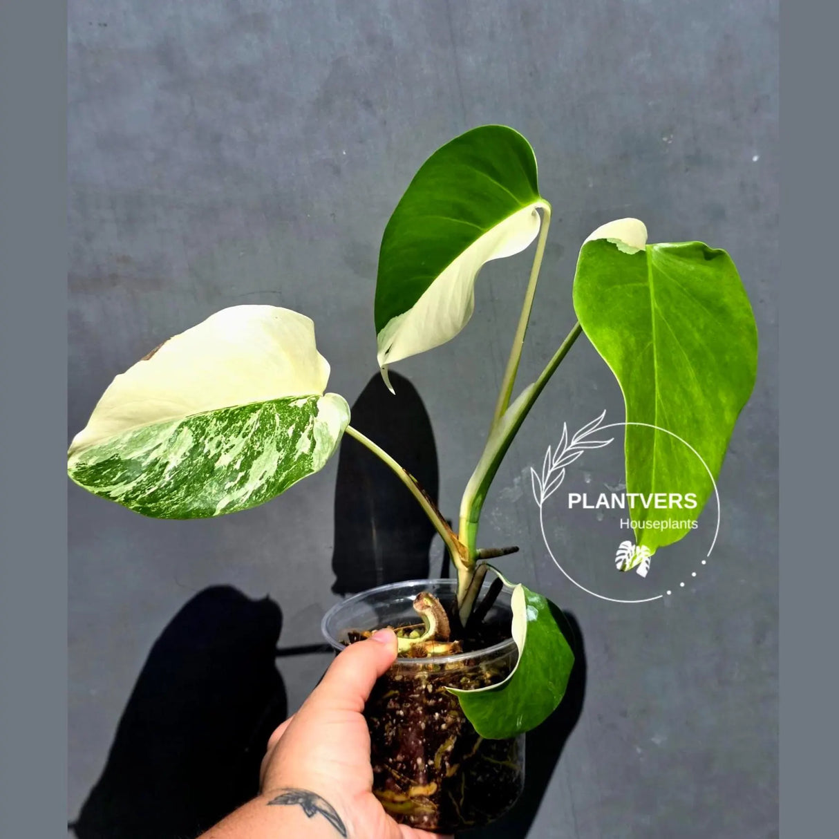 Variegated Monstera Albo Borsigiana – Baby Leaf – Exact Plant (May-29-107)
