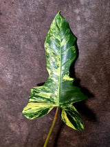 Philodendron Florida Beauty x Mayoi Variegated - Exact Plant - US Seller (June-16-07)