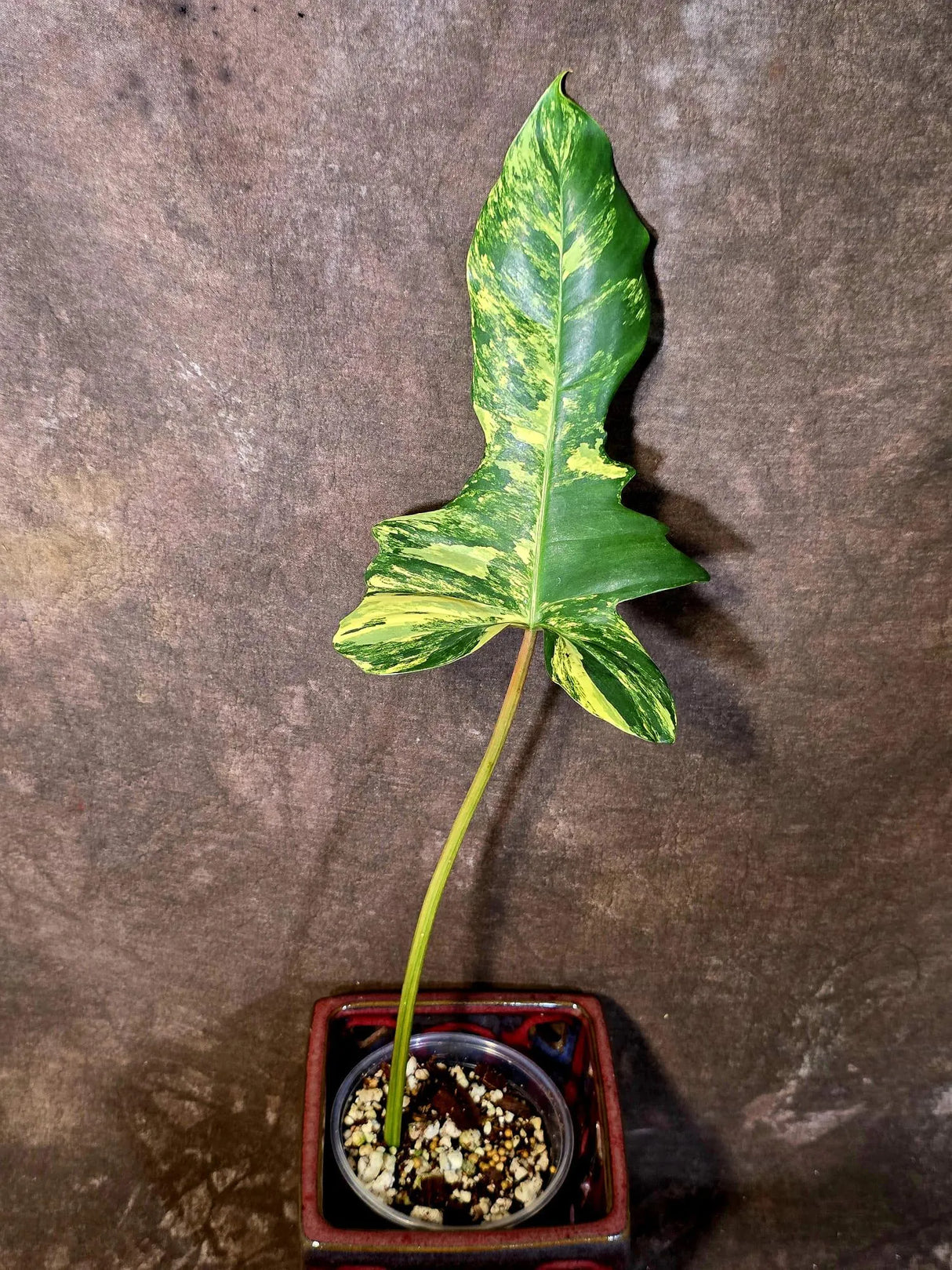 Philodendron Florida Beauty x Mayoi Variegated - Exact Plant - US Seller (June-16-07)