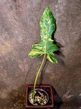 Philodendron Florida Beauty x Mayoi Variegated - Exact Plant - US Seller (June-16-07)