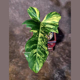 Philodendron Florida Beauty x Mayoi Variegated - Exact Plant - US Seller (June-16-07)
