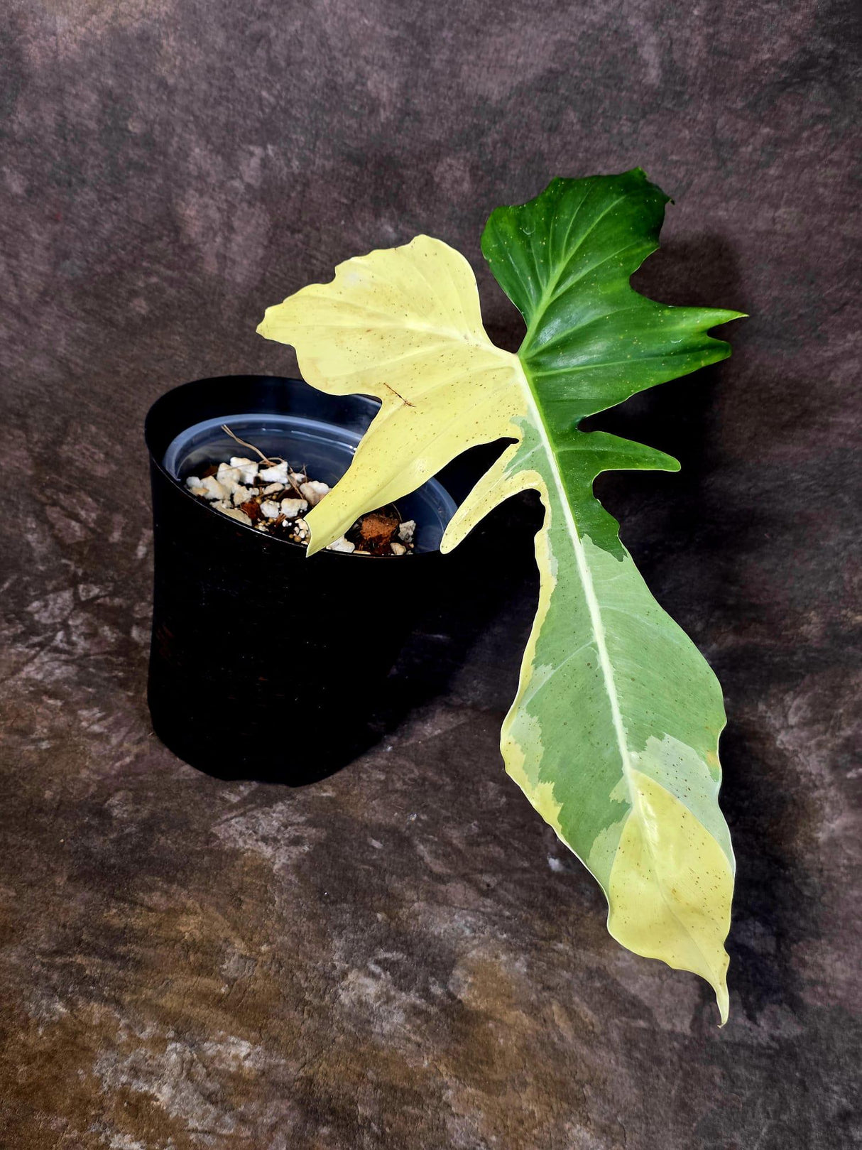 EXACT Golden Dragon Philodendron Variegated  Plant - Collector Rare Plant - EXACT Plant (June-16-10)