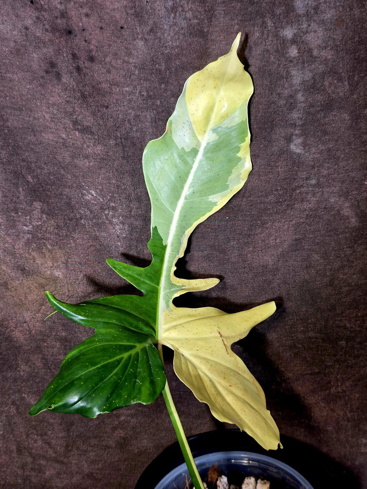 EXACT Golden Dragon Philodendron Variegated  Plant - Collector Rare Plant - EXACT Plant (June-16-10)