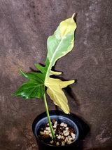 EXACT Golden Dragon Philodendron Variegated  Plant - Collector Rare Plant - EXACT Plant (June-16-10)