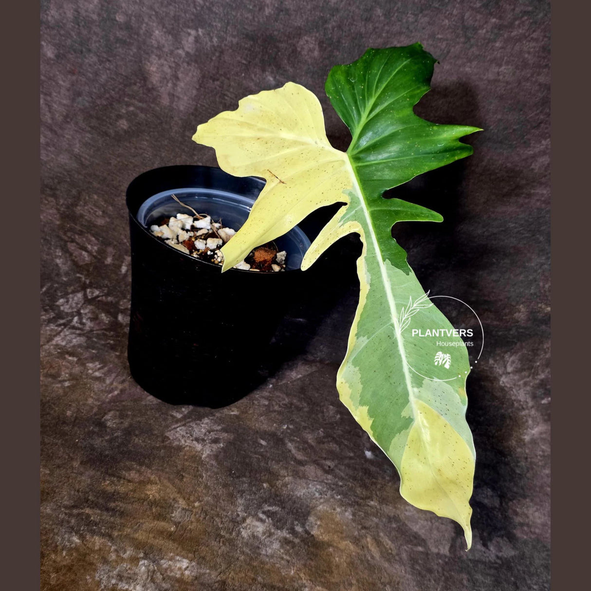 EXACT Golden Dragon Philodendron Variegated  Plant - Collector Rare Plant - EXACT Plant (June-16-10)
