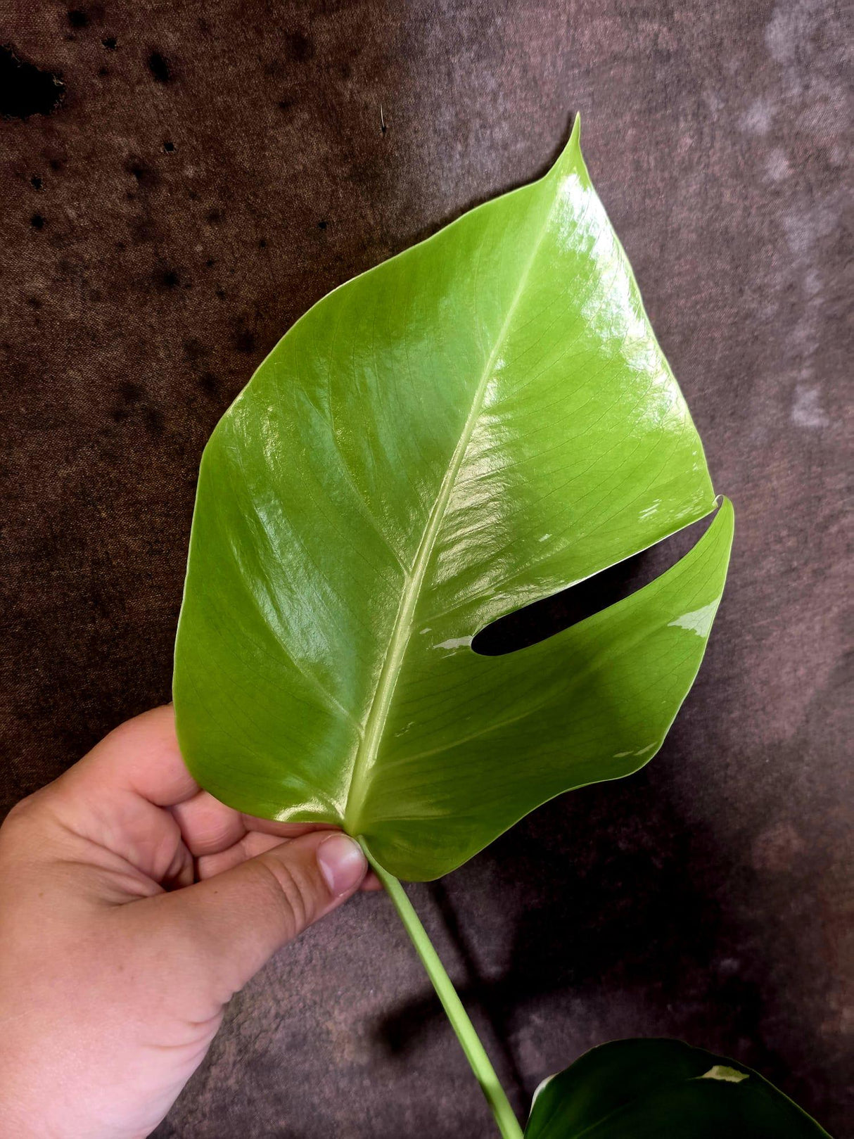 Monstera Albo Variegated - Rare Aroid - Exact Plant - US Seller (June-16-11)