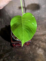Monstera Albo Variegated - Rare Aroid - Exact Plant - US Seller (June-16-11)
