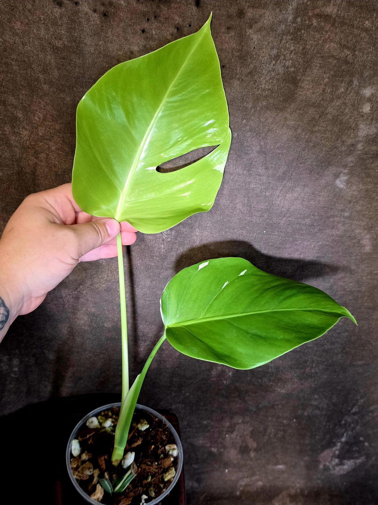 Monstera Albo Variegated - Rare Aroid - Exact Plant - US Seller (June-16-11)