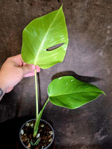 Monstera Albo Variegated - Rare Aroid - Exact Plant - US Seller (June-16-11)