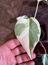 Variegated Monstera Albo Borsigiana - Rare Exact Plant - US Seller (June-16-20)