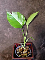 Variegated Monstera Albo Borsigiana - Exact Plant - US Seller (June-16-21)