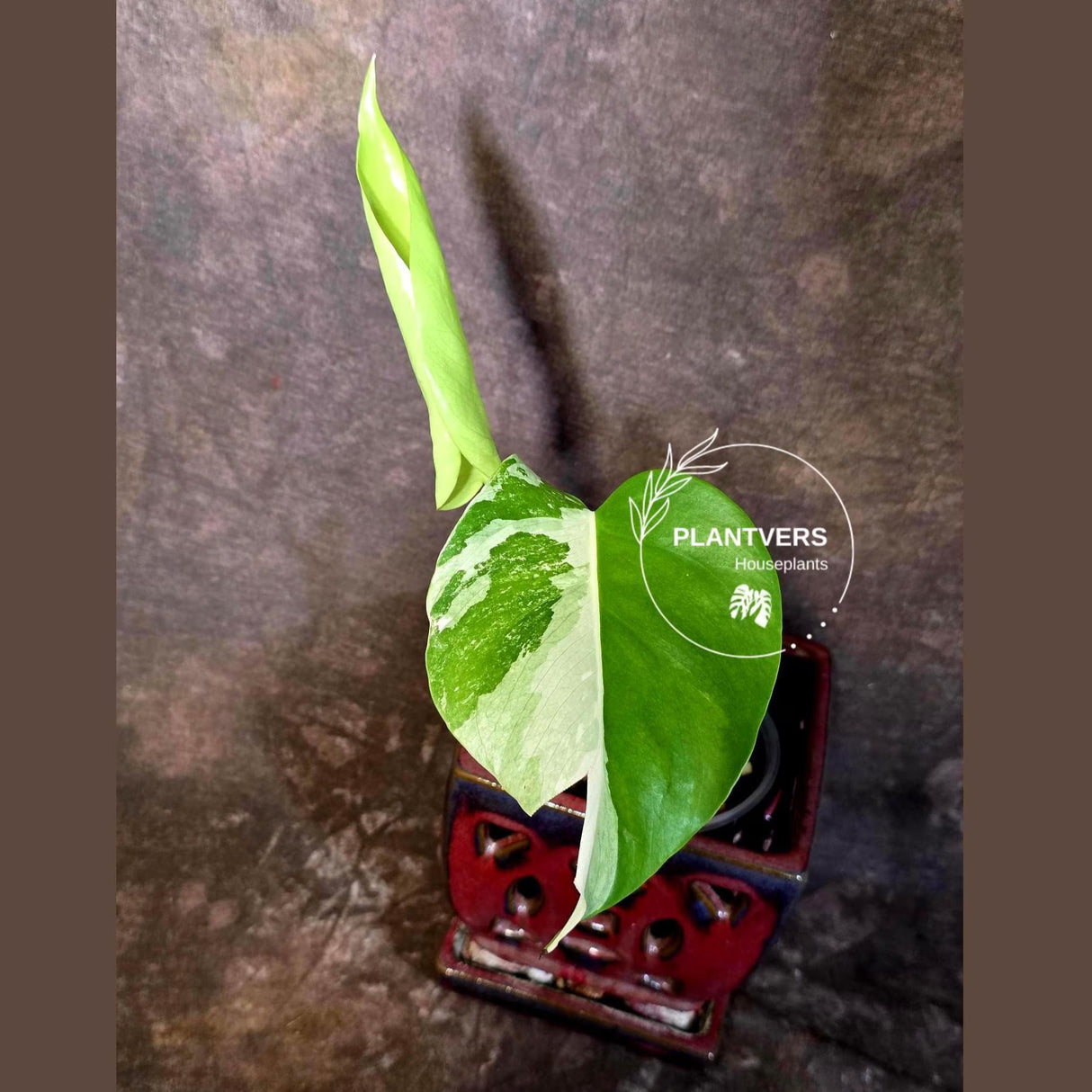 Variegated Monstera Albo Borsigiana - Exact Plant - US Seller (June-16-21)