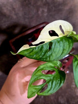 Variegated Monstera Adansonii Albo - Rare Swiss Cheese Vine Plant - Exact Plant (June-16-22)