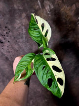 Variegated Monstera Adansonii Albo - Rare Swiss Cheese Vine Plant - Exact Plant (June-16-22)