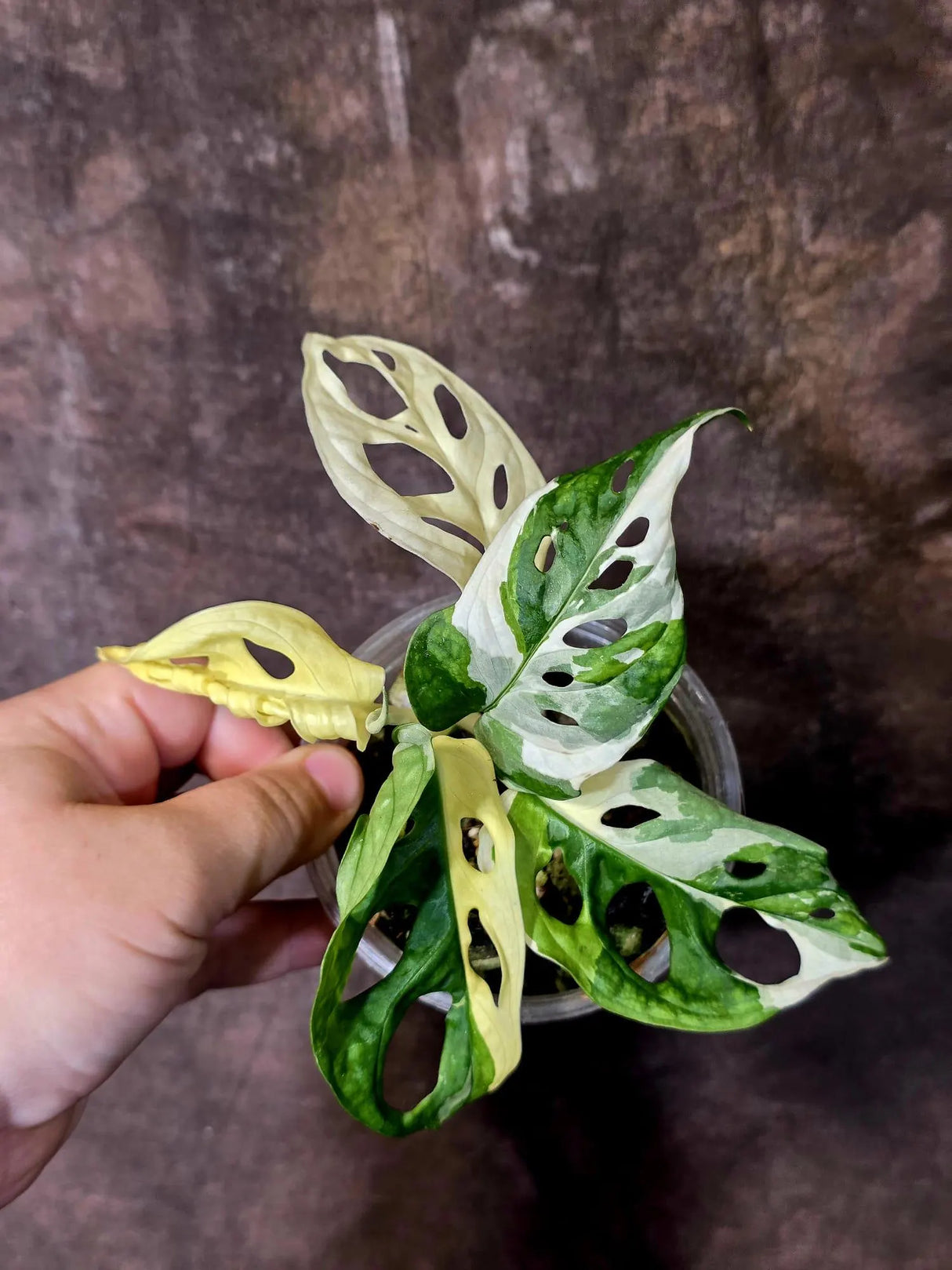 Variegated Monstera Adansonii Albo - Swiss Cheese Plant - Half-moon Rare Plant - Exact Plant (June-16-23)