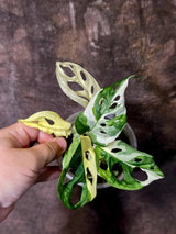 Variegated Monstera Adansonii Albo - Swiss Cheese Plant - Half-moon Rare Plant - Exact Plant (June-16-23)