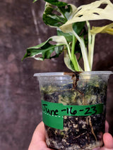 Variegated Monstera Adansonii Albo - Swiss Cheese Plant - Half-moon Rare Plant - Exact Plant (June-16-23)