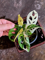 Variegated Monstera Adansonii Albo - Swiss Cheese Plant - Half-moon Rare Plant - Exact Plant (June-16-23)