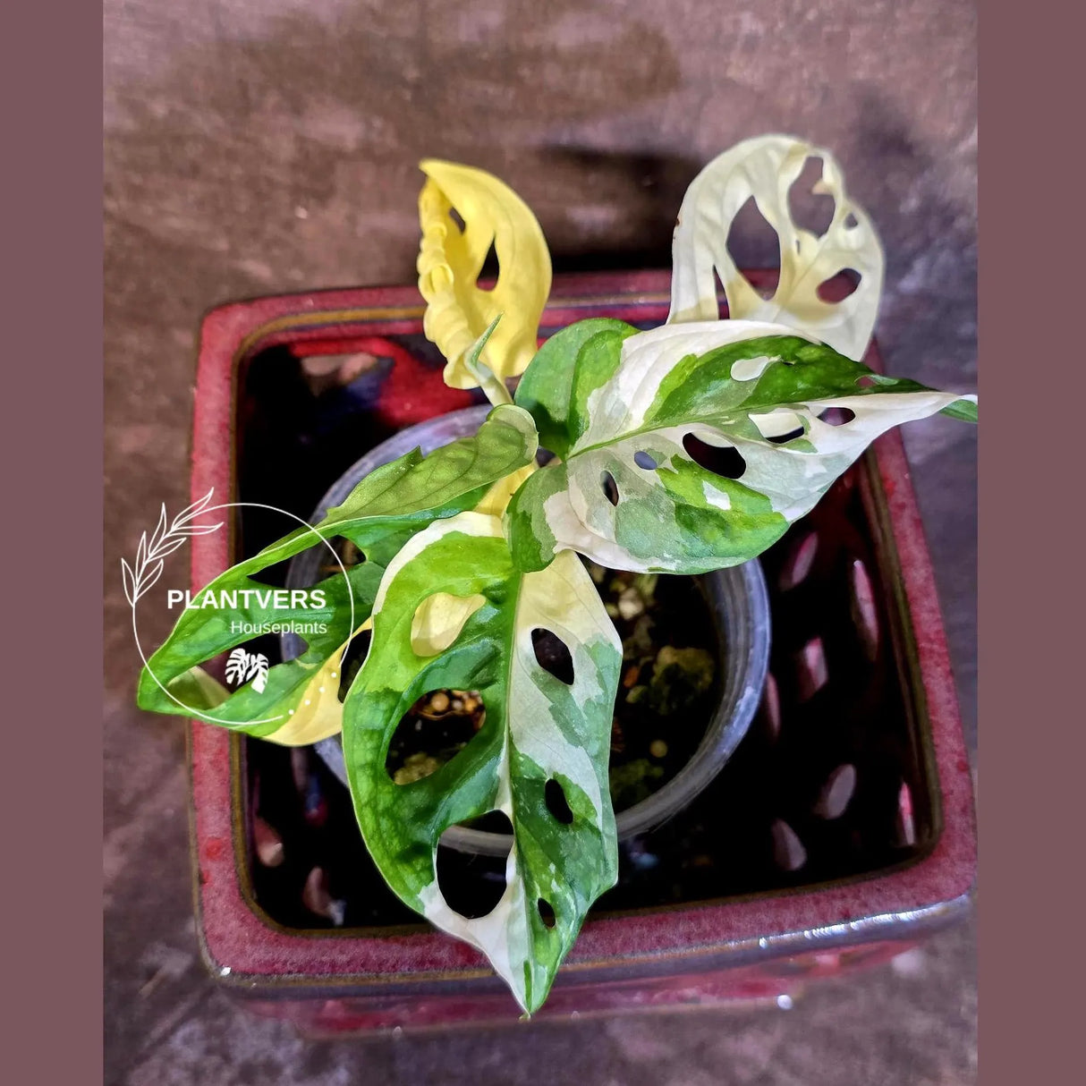 Variegated Monstera Adansonii Albo - Swiss Cheese Plant - Half-moon Rare Plant - Exact Plant (June-16-23)