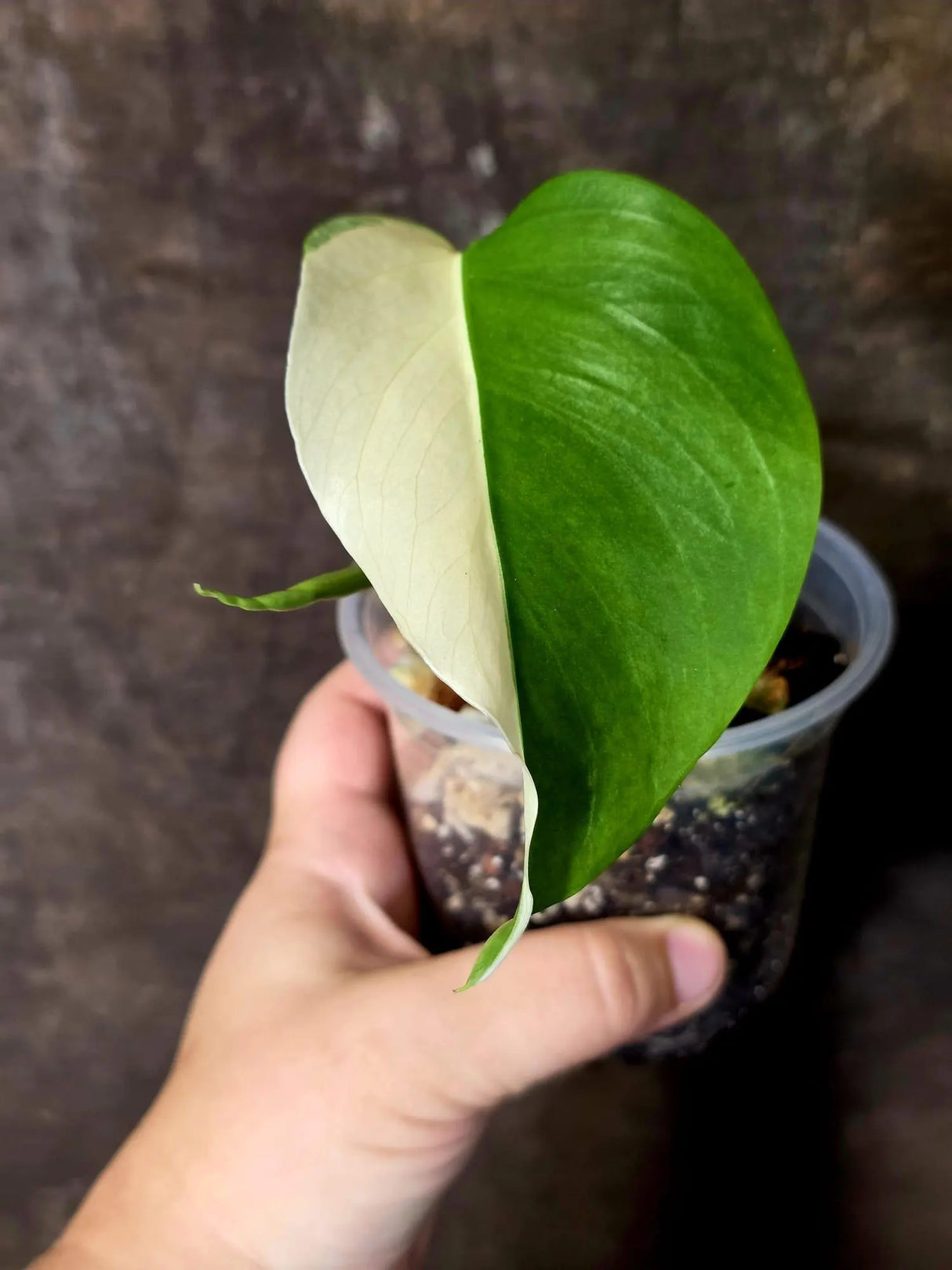 Variegated Monstera Albo Borsigiana - Rare Exact Plant - US Seller (June-16-24)