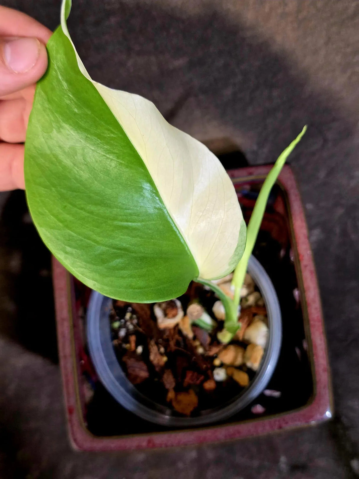 Variegated Monstera Albo Borsigiana - Rare Exact Plant - US Seller (June-16-24)