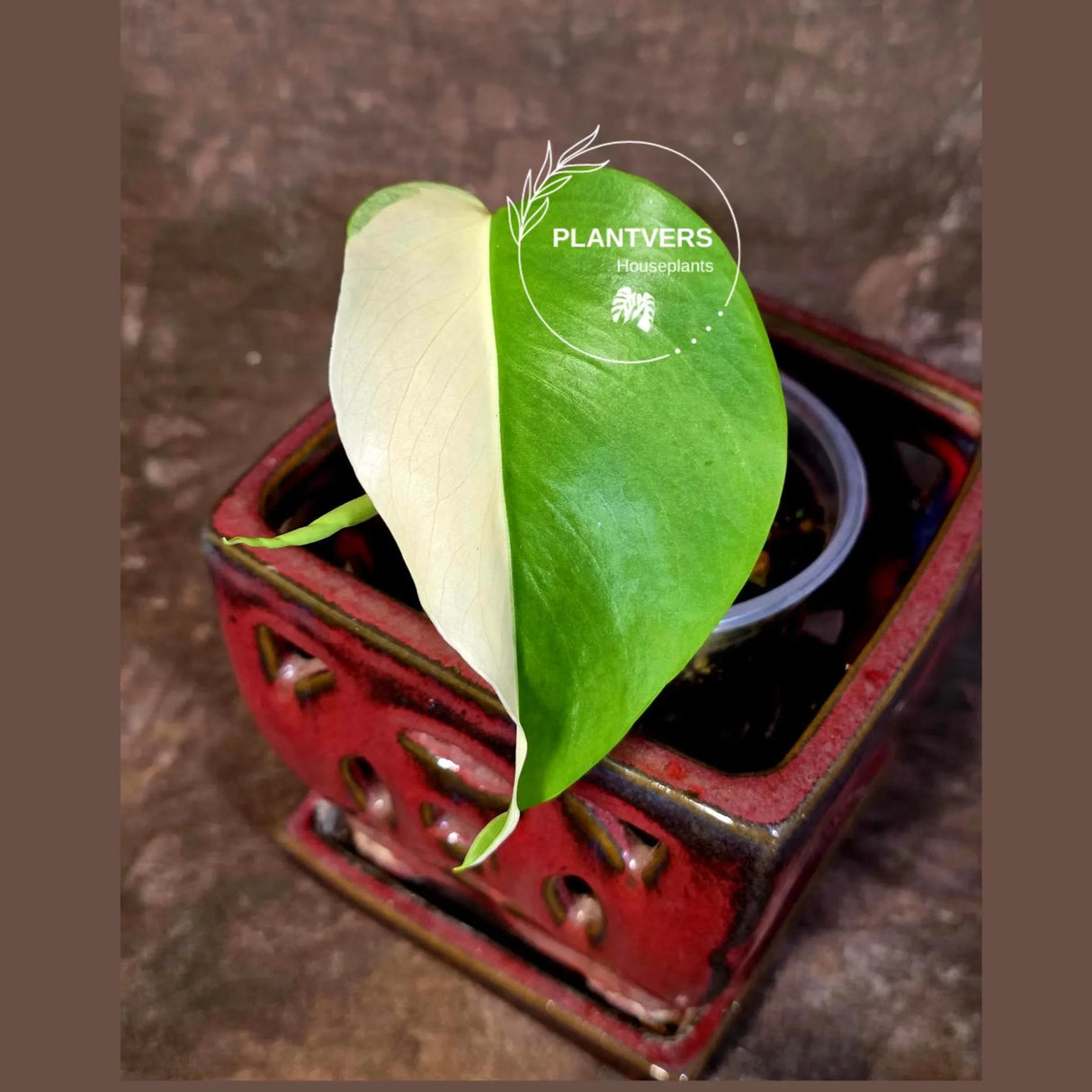 Variegated Monstera Albo Borsigiana - Rare Exact Plant - US Seller (June-16-24)