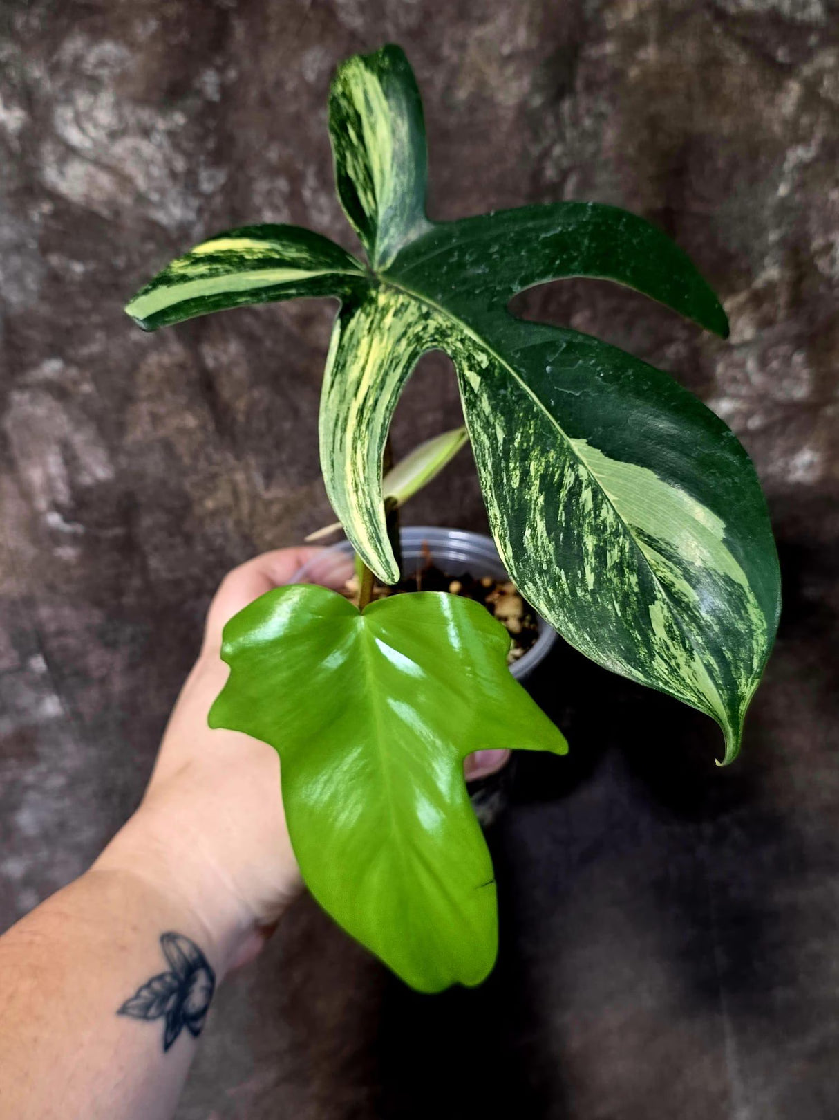 Variegated Philodendron Florida Beauty - Rare Live Plant - US Seller (June-16-25)