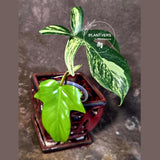 Variegated Philodendron Florida Beauty - Rare Live Plant - US Seller (June-16-25)