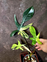 Variegated Philodendron Florida Beauty - Rare Collector Plant - Exact Plant (June-16-26)