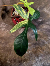 Variegated Philodendron Florida Beauty - Rare Collector Plant - Exact Plant (June-16-26)