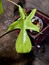 Variegated Philodendron Florida Beauty - Rare Collector Plant - Exact Plant (June-16-26)