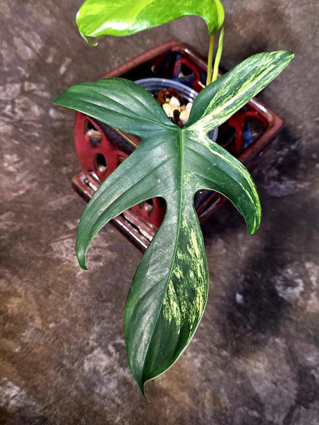 Variegated Philodendron Florida Beauty - Rare Collector Plant - Exact Plant (June-16-27)
