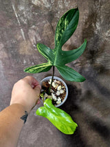 Variegated Philodendron Florida Beauty - Rare Collector Plant - Exact Plant (June-16-27)