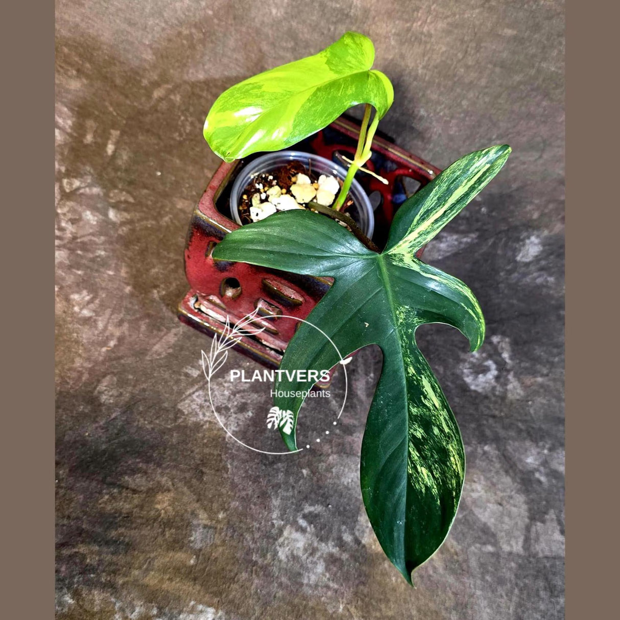 Variegated Philodendron Florida Beauty - Rare Collector Plant - Exact Plant (June-16-27)
