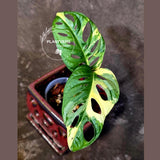 Monstera Adansonii Albo Half Moon - Variegated Plant - Exact Plant - US Seller (June-16-28)
