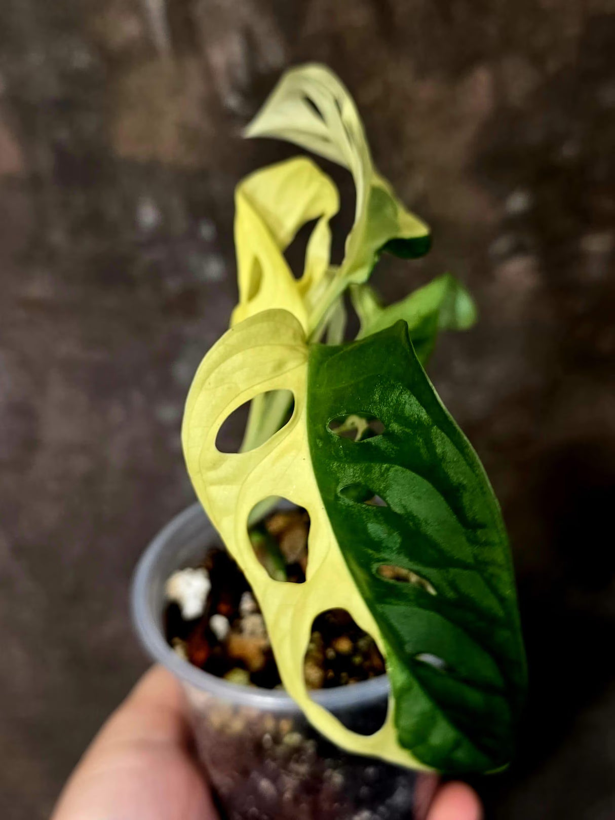Variegated Monstera Adansonii Albo - Rare Swiss Cheese Plant - Exact Plant (June-16-29)