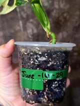 Variegated Monstera Adansonii Albo - Rare Swiss Cheese Plant - Exact Plant (June-16-29)