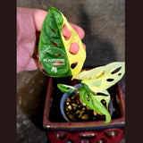 Variegated Monstera Adansonii Albo - Rare Swiss Cheese Plant - Exact Plant (June-16-29)