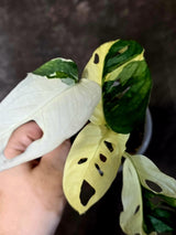Variegated Monstera Adansonii Albo - Rare Swiss Cheese Plant - Exact Plant (June-16-30)
