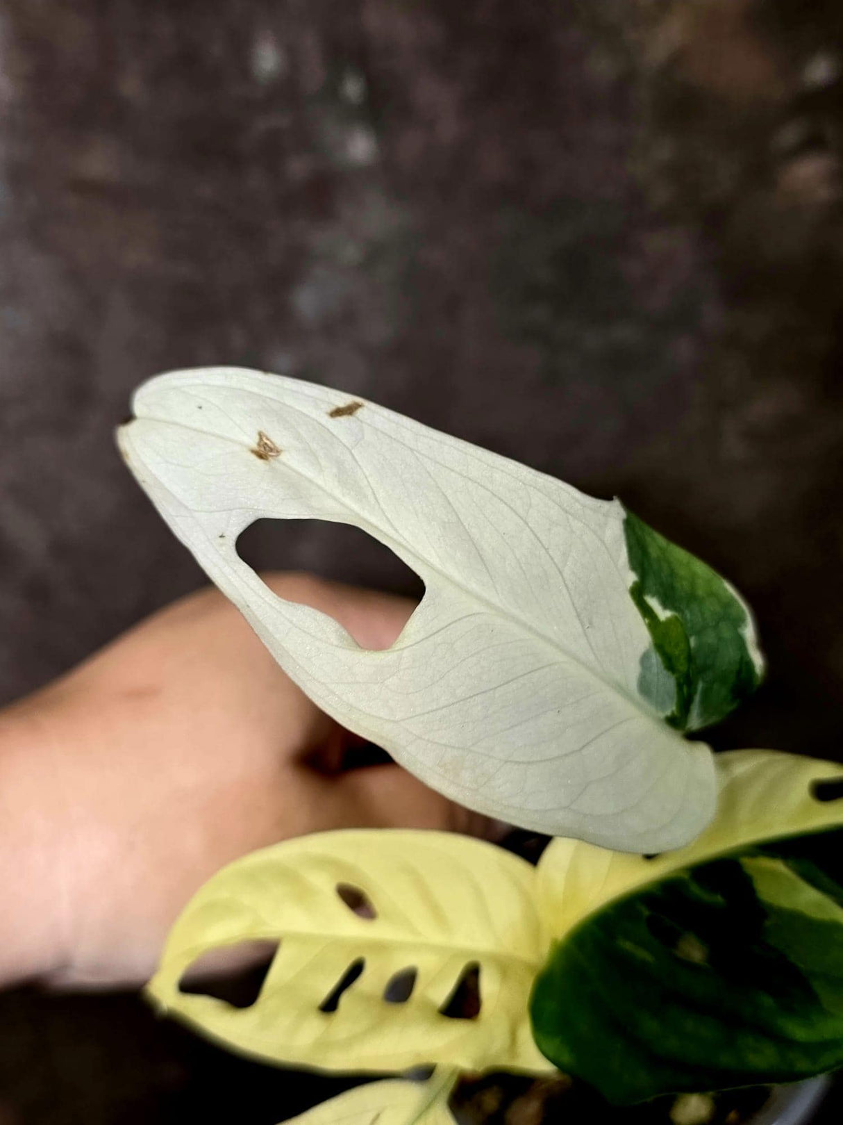 Variegated Monstera Adansonii Albo - Rare Swiss Cheese Plant - Exact Plant (June-16-30)