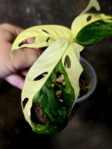 Variegated Monstera Adansonii Albo - Rare Swiss Cheese Plant - Exact Plant (June-16-30)