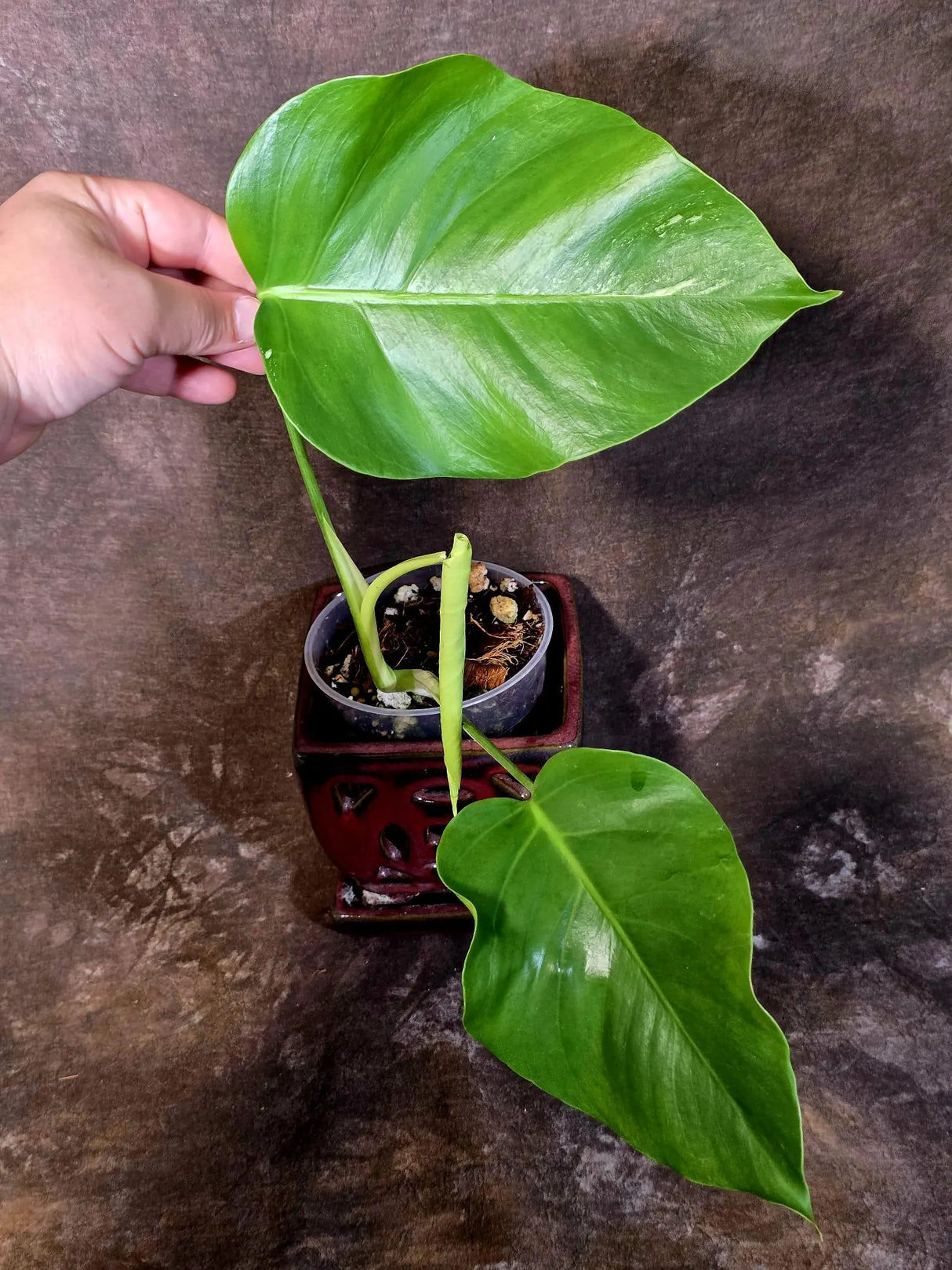 Low Variegated Monstera Albo - Rare White Monstera Borsigiana EXACT Plant (June-16-16)